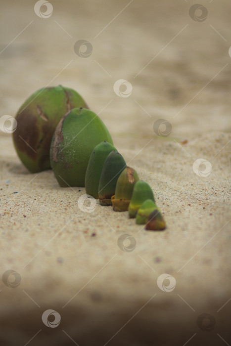 Скачать Кокосы фотосток Ozero