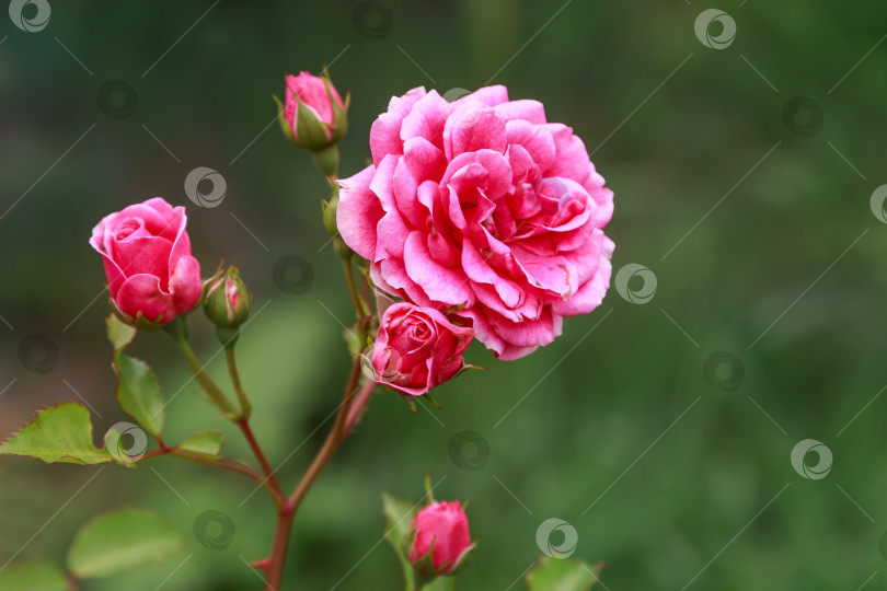 Скачать ветка розы с бутонами фотосток Ozero