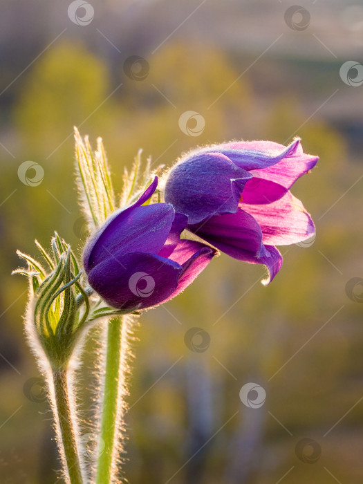 Скачать сон трава фотосток Ozero