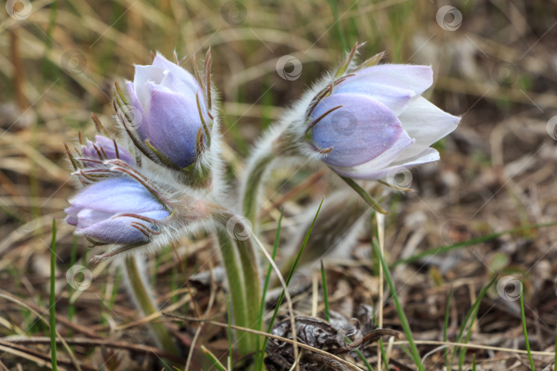 Скачать прострел луговой фотосток Ozero