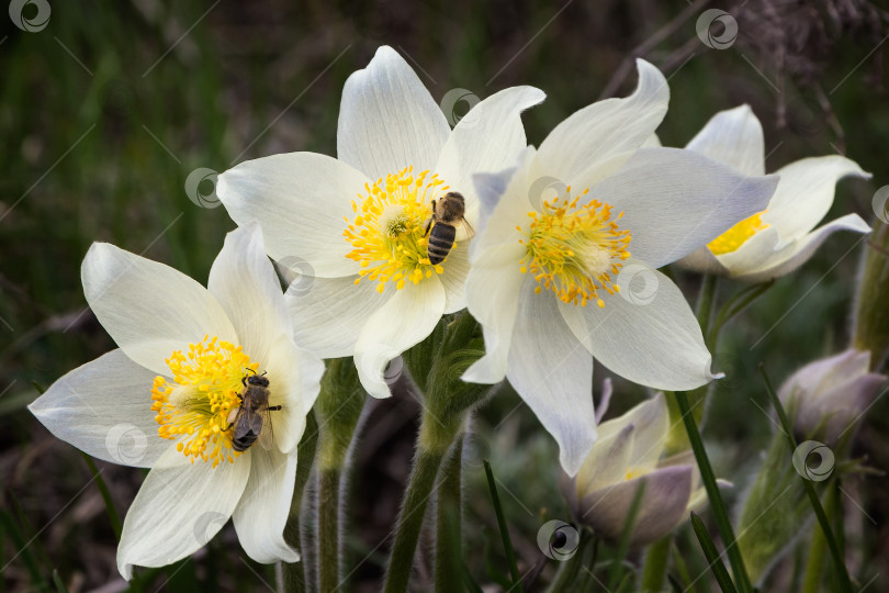 Скачать пчелы на цветке фотосток Ozero