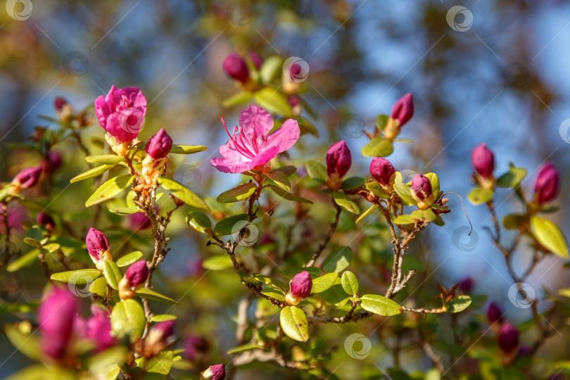 Скачать рододендрон Ледебура фотосток Ozero