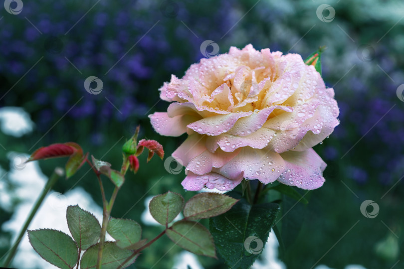 Скачать бутон розы фотосток Ozero