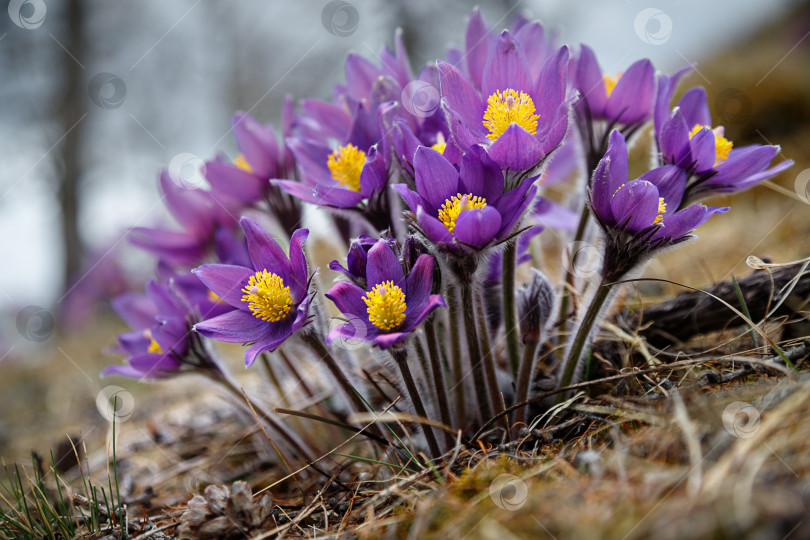 Скачать букет в лесу фотосток Ozero