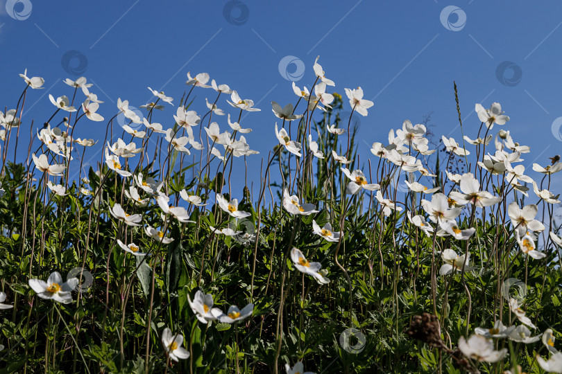 Скачать белые анемоны фотосток Ozero