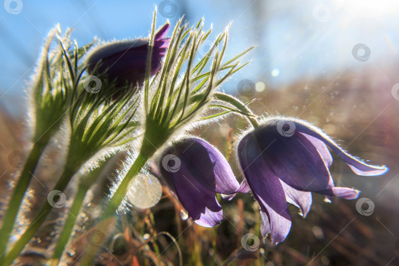 Скачать сон-трава, прострел обыкновенный фотосток Ozero