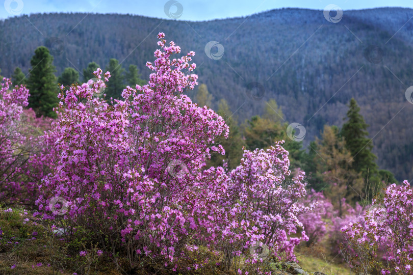 Скачать Весна в Горном Алтае фотосток Ozero