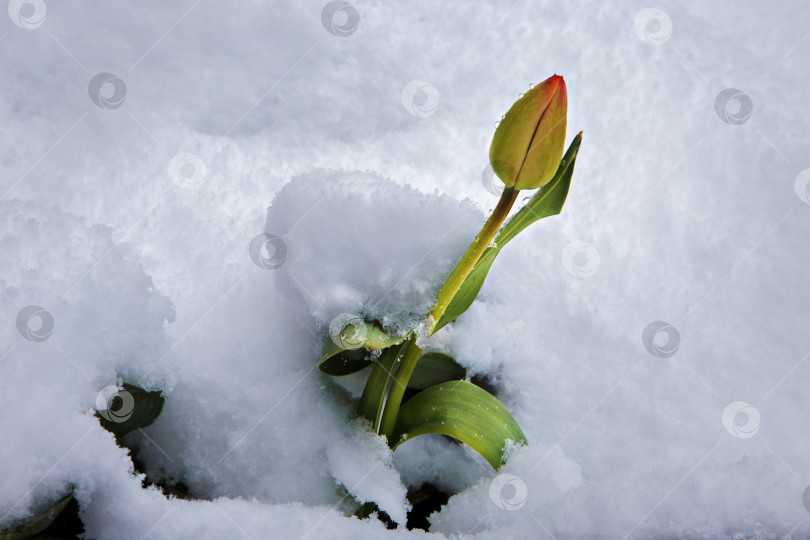 Скачать тюльпан под снегом фотосток Ozero