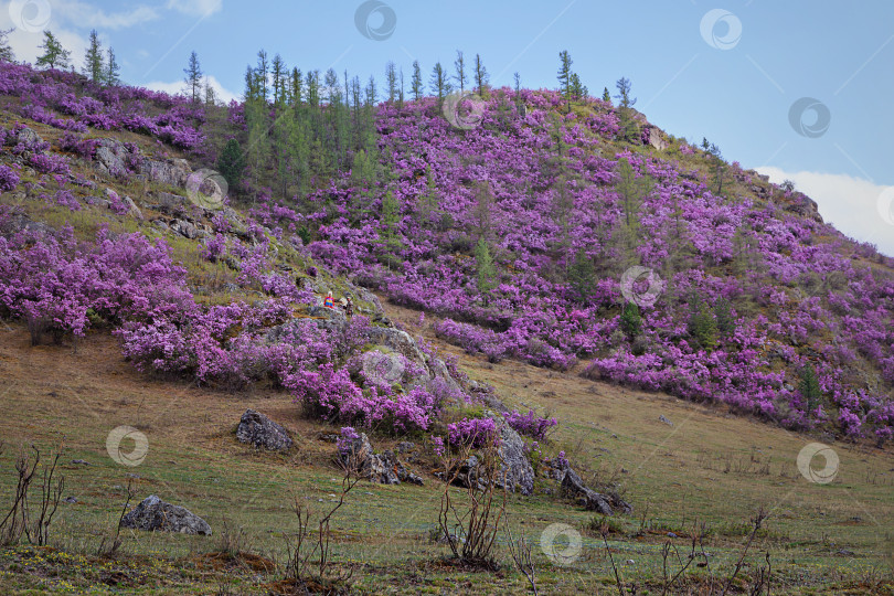 Скачать цветные горы Алтая фотосток Ozero
