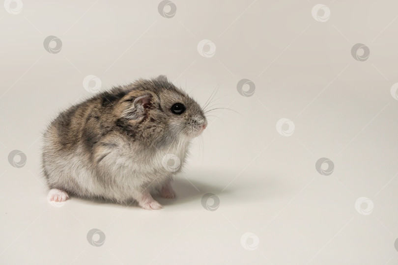 Скачать маленький джунгарский хомячок на белом столе. фотосток Ozero