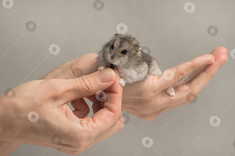 Скачать Лакомство для домашнего животного. фотосток Ozero