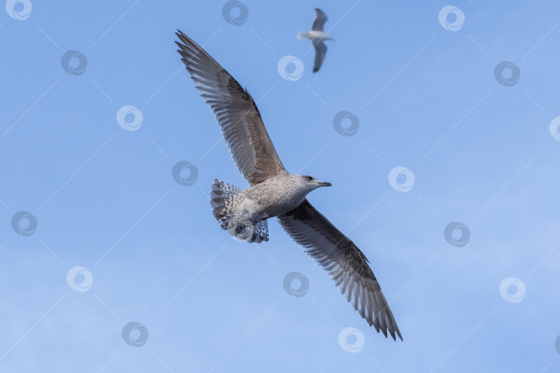 Скачать Полет чайки в голубом небе. фотосток Ozero