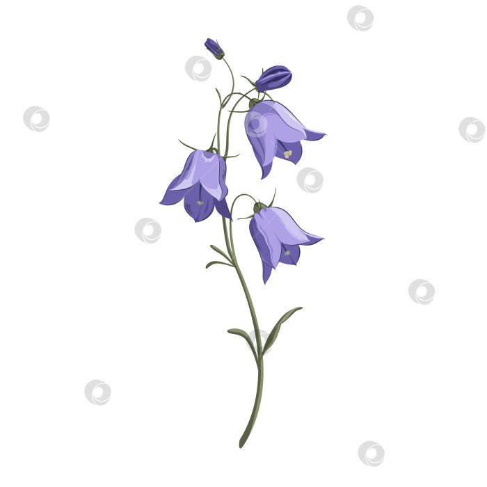 Скачать Цветы колокольчика фотосток Ozero