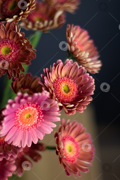 Скачать Букет гербер фотосток Ozero