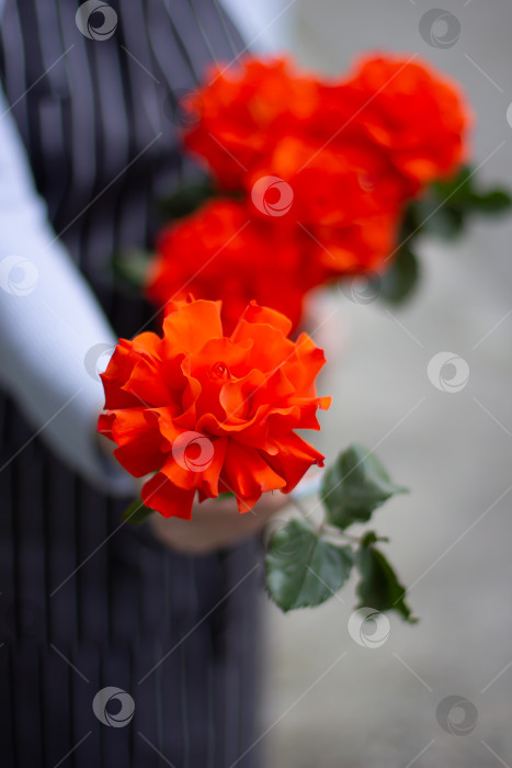 Скачать Алые розы фотосток Ozero