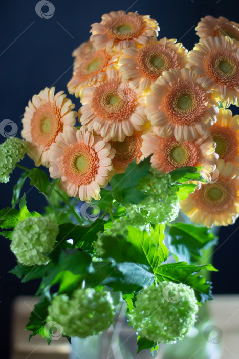 Скачать Солнечные герберы фотосток Ozero