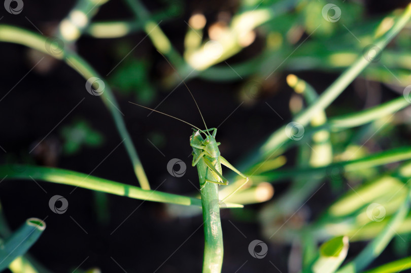 Скачать Зелёный кузнечик сидит на зеленом луке фотосток Ozero