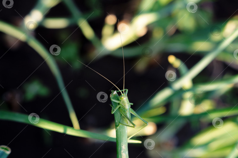 Скачать Зелёный кузнечик сидит на верхушке лука фотосток Ozero