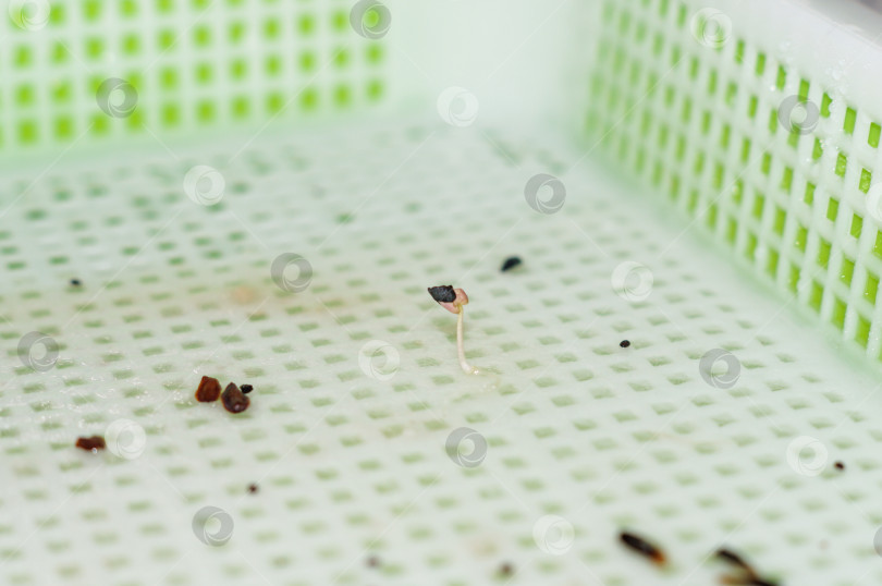 Скачать Прорастание семян в специальном проращивателе для семян фотосток Ozero