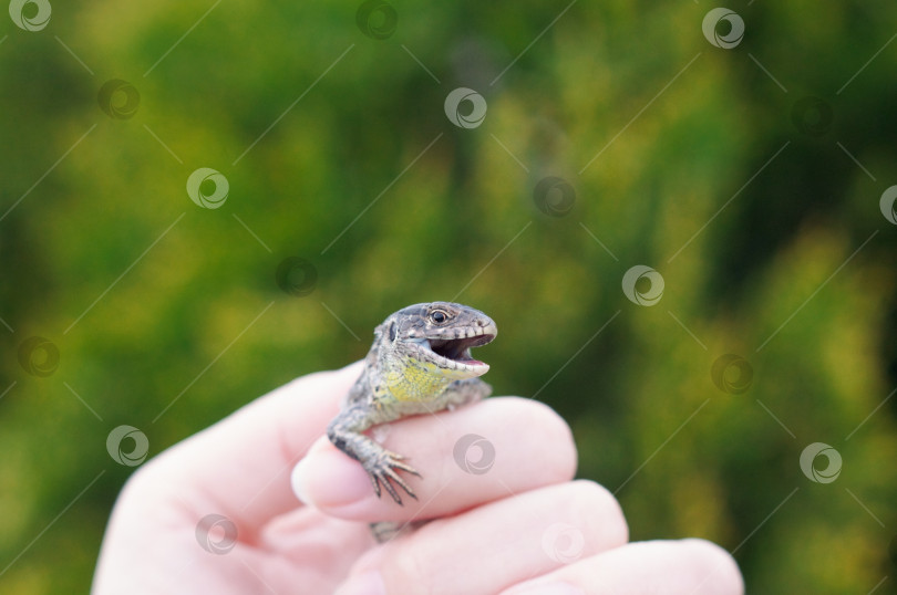 Скачать Ящерица в женской руке с открытым ртом фотосток Ozero