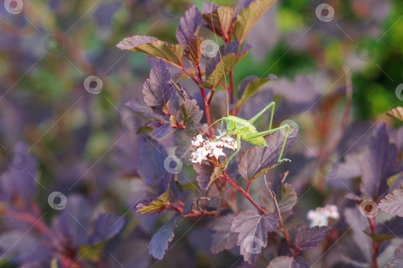 Скачать Зелёный кузнечик ест пыльцу белого цветка на лиловом кусте пузыреплодника фотосток Ozero