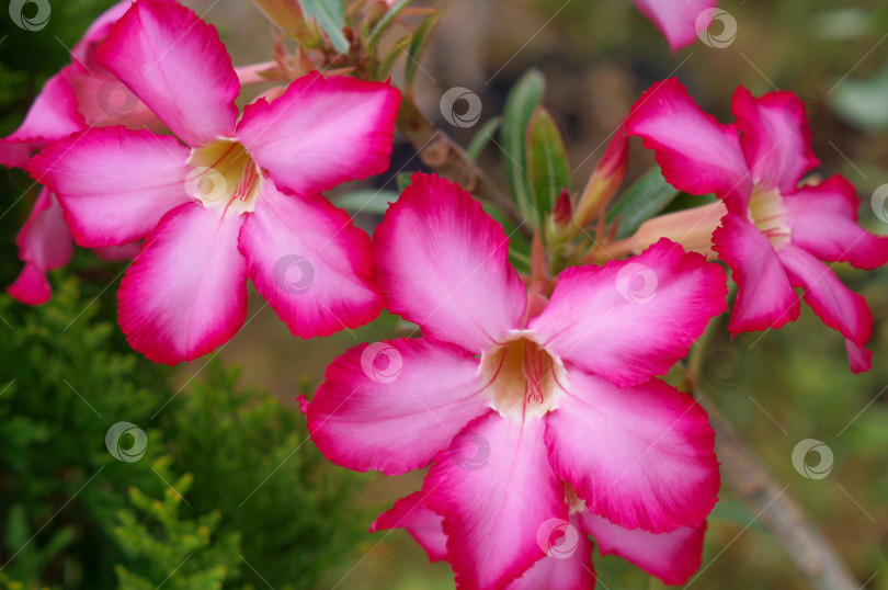 Скачать Цветы растения Адениум фотосток Ozero