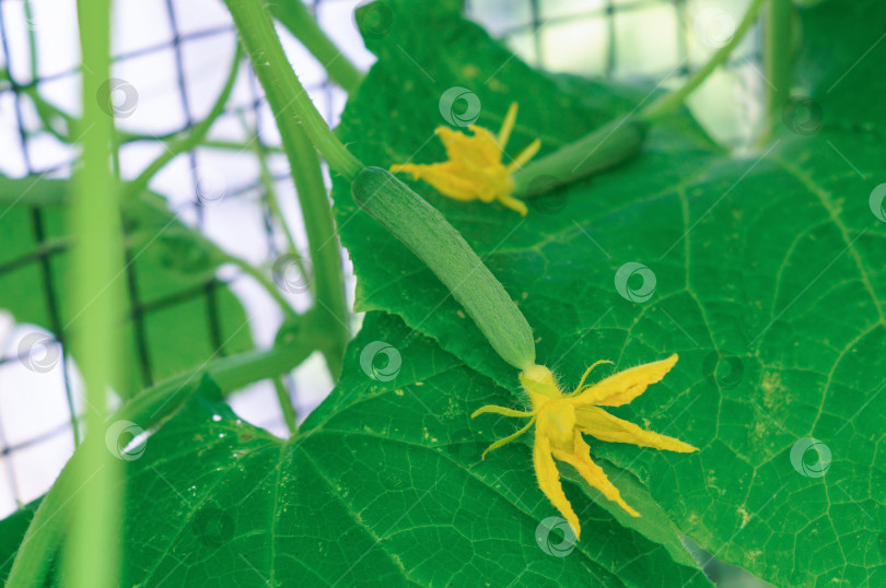 Скачать Завязи плодов огурцов на кусте фотосток Ozero