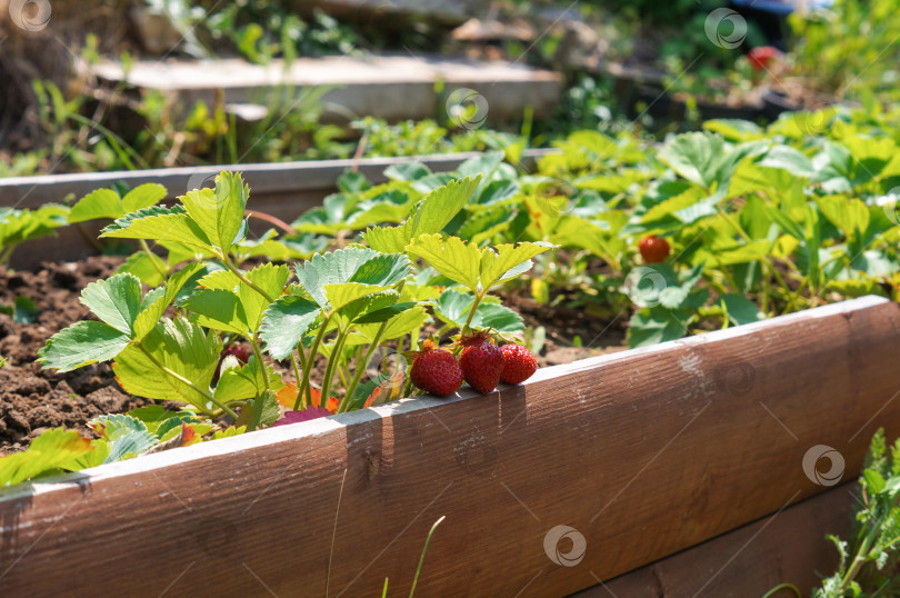 Скачать Грядка клубники в лучах солнца фотосток Ozero