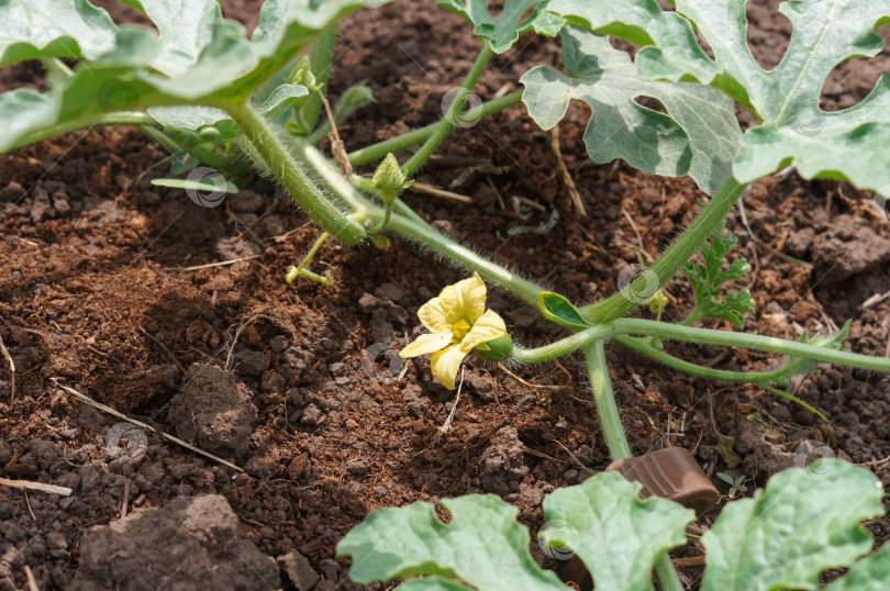 Скачать Грядка с растущими арбузами фотосток Ozero