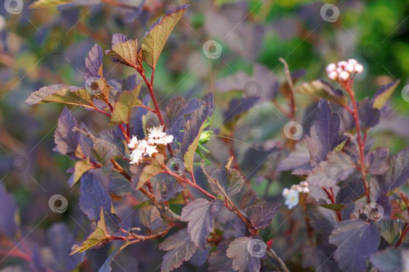 Скачать Зелёный кузнечик выглядывает из-за лилового листа куста пузыреплодника фотосток Ozero