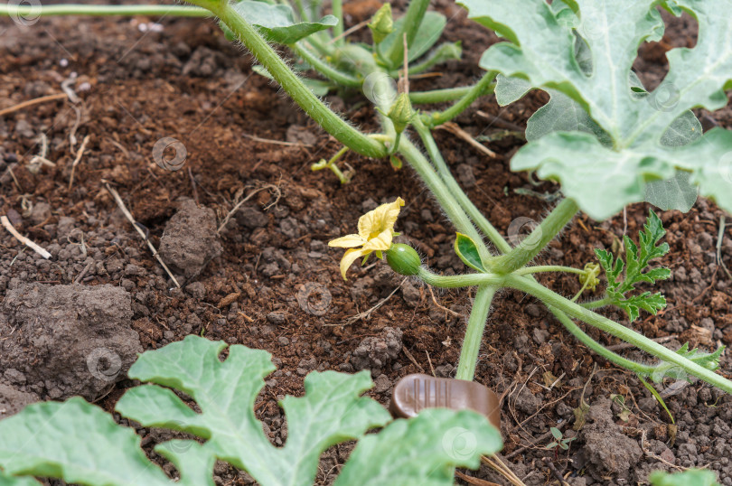 Скачать Завязь плода арбуза на грядке фотосток Ozero