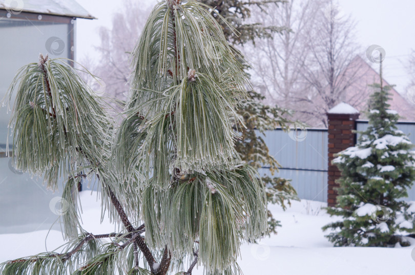 Скачать Сосна с длинными иголками покрыта инеем фотосток Ozero