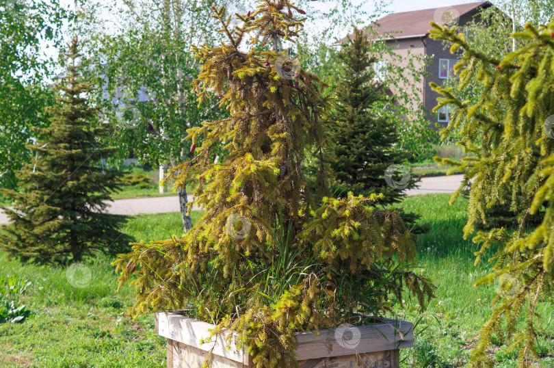 Скачать Ель посажена в деревянный ящик среди других деревьев фотосток Ozero