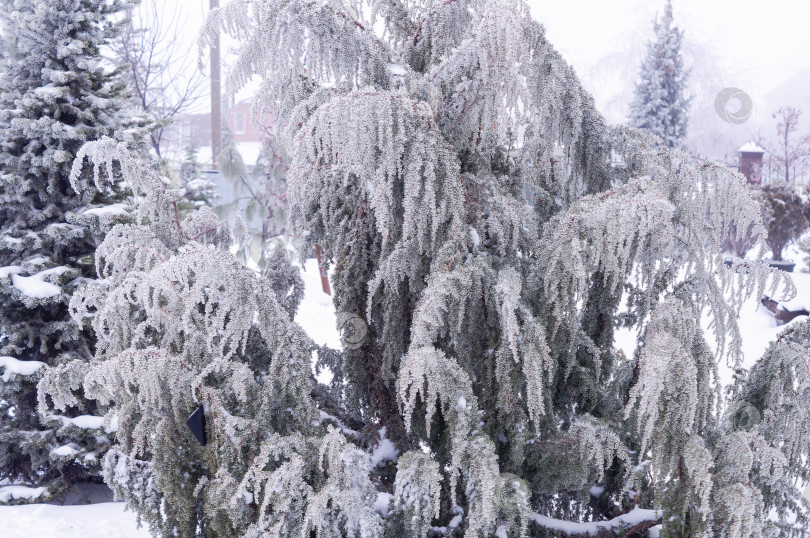 Скачать Раскидистое дерево можжевельник обыкновенный весь покрыты инеем фотосток Ozero