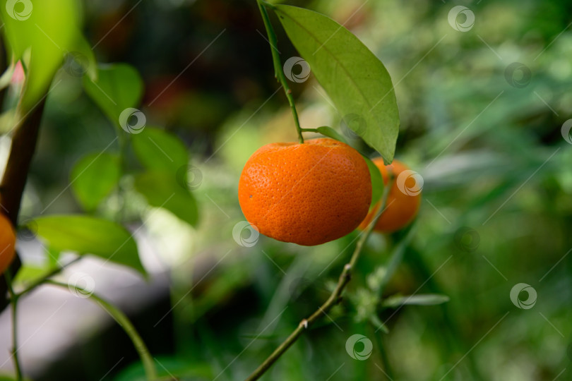 Скачать Свежий клементин с зелеными листьями, висящий на ветке при естественном освещении. Цитрусовый гибрид демонстрирует рост и урожай в саду. фотосток Ozero