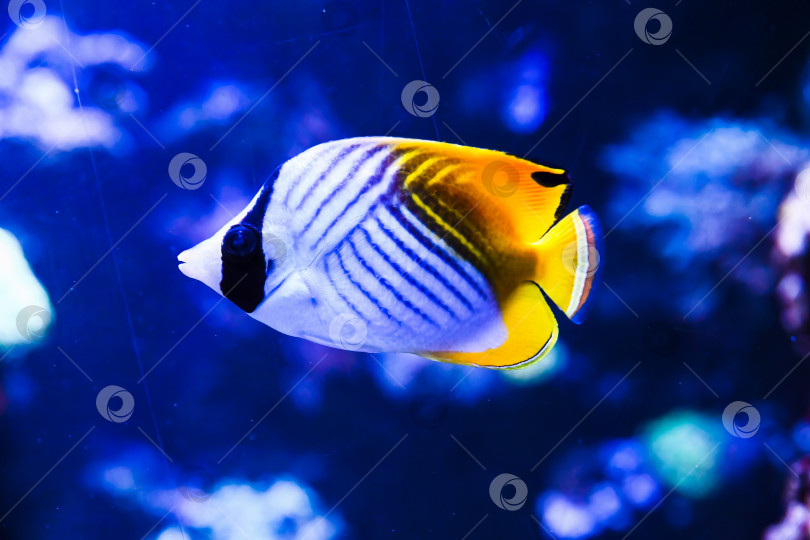 Скачать Нитевидная рыба-бабочка, плавающая в морском аквариуме. Тропическая рифовая рыба Chaetodon auriga с желтой полосой на теле и удлиненным спинным плавником. фотосток Ozero