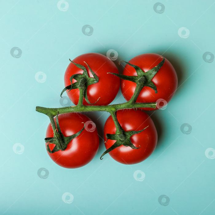 Скачать ветка красных помидоров на зеленом фоне сверху фотосток Ozero