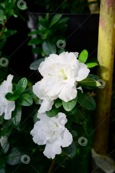 Скачать Белые цветы азалии со свежими зелеными листьями распускаются в лучах весеннего солнца. Элегантное цветение рододендрона в оранжерее создает спокойное радостное сезонное настроение. фотосток Ozero