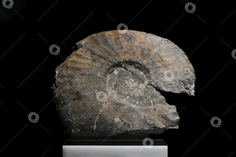 Скачать Владивосток, Россия, 4 января 2026 г. - Ископаемые останки Arctoceras subhydaspis выставлены в Приморском океанариуме. Древний морской аммоноид из глубокого геологического прошлого. фотосток Ozero