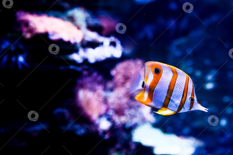 Скачать Меднолистная рыба-бабочка, плавающая в морском аквариуме на темно-синем фоне. Рифовая рыба Chaetodon rostratus с длинной мордой и четким пространством для копирования. фотосток Ozero