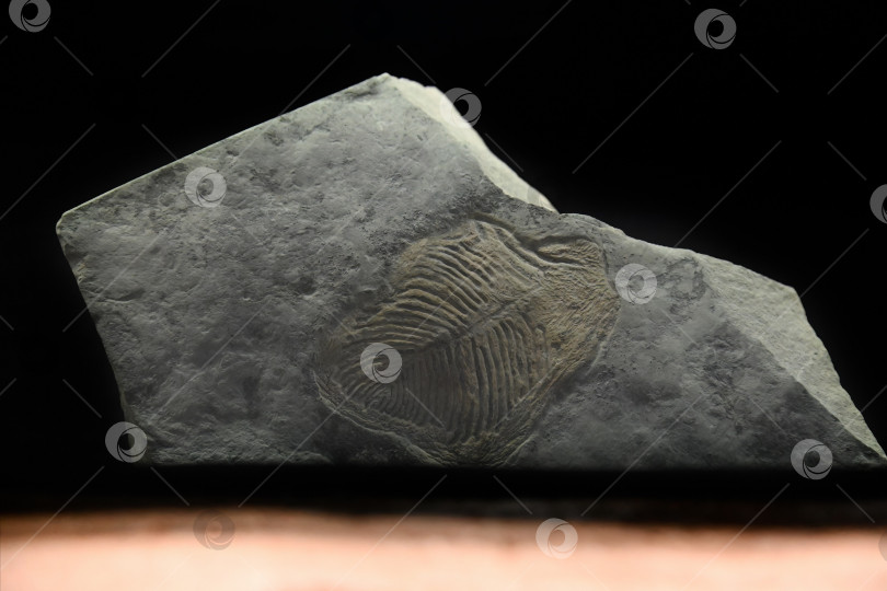 Скачать Владивосток, Россия, 4 января 2026 г. - Ископаемые Yorgia waggoneri выставлены в Приморском океанариуме. Древний докембрийский организм, сохранившийся в камне. фотосток Ozero