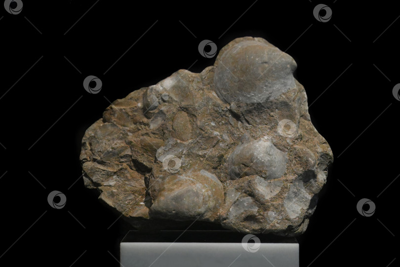 Скачать Владивосток, Россия, 4 января 2026 года - Окаменелость Eumorphotis iwanowi возрастом 251 миллион лет выставлена в музее Приморского океанариума. фотосток Ozero