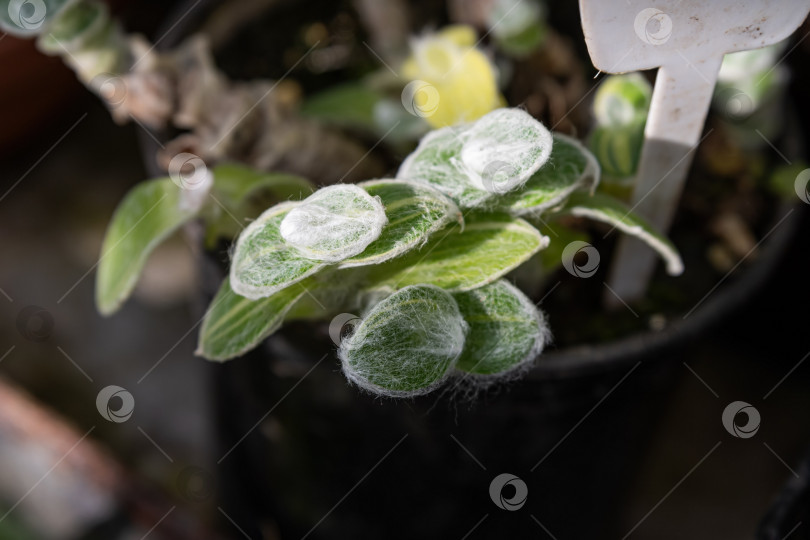 Скачать Традесканция силламонтана вариегата (Tradescantia sillamontana variegata) крупным планом, на ветвях и листьях видны пушистые волоски, похожие на паутину. Мягкая натуральная текстура, привлекающая внимание декоративных растений. фотосток Ozero