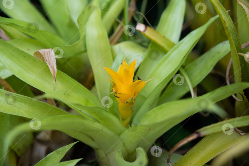 Скачать Желтый цветок бромелии, растущий из зеленой розетки листьев. Тропическое декоративное растение с яркими соцветиями на естественном ботаническом фоне. фотосток Ozero