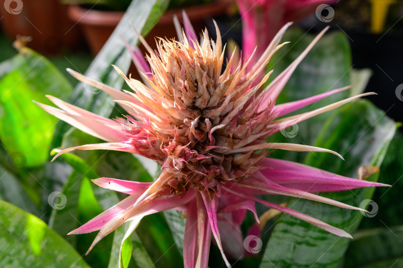 Скачать Детальный обзор головки цветка Эхмеи бромелиевой с многослойными розовыми прицветниками. Тропическое декоративное растение скульптурной формы и ярких оттенков. фотосток Ozero
