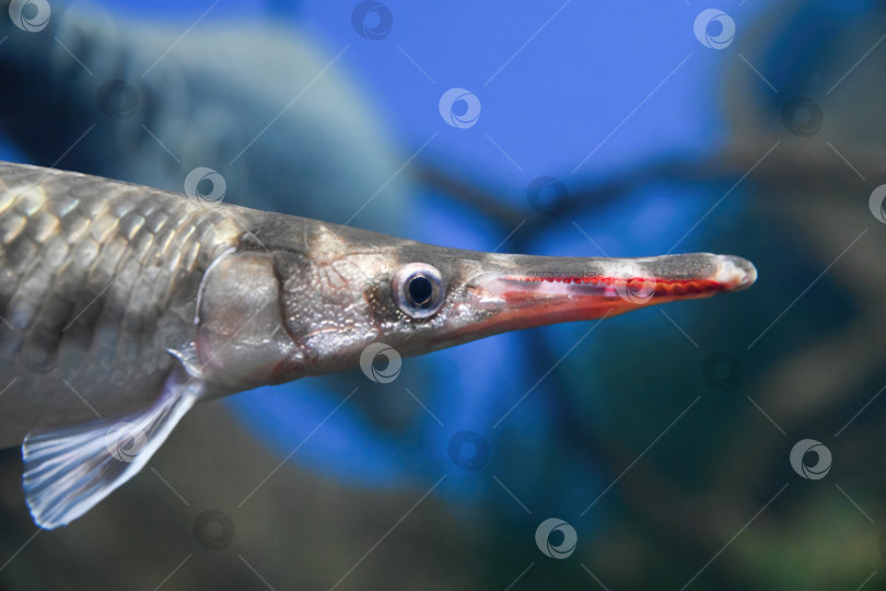 Скачать Голова и морда коротконосого гара крупным планом в аквариуме. Пресноводная рыба Lepisosteus platostomus с острым носом и панцирной текстурой. фотосток Ozero
