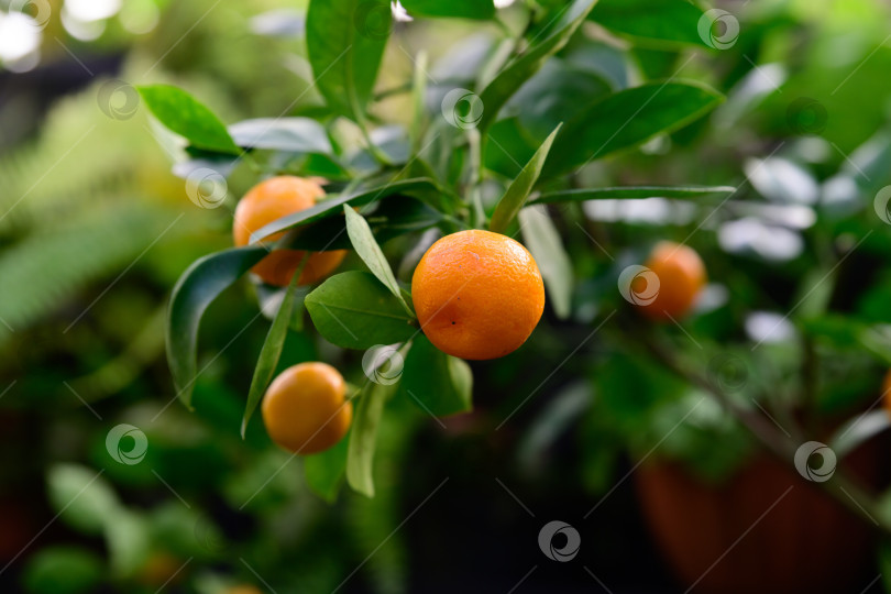 Скачать Маленькие оранжевые плоды каламондина, растущие на ветках цитрусовых. Гибрид Цитрофортунеллы, сочетающий в себе мандарин и кумкват с пышной зеленой листвой. фотосток Ozero