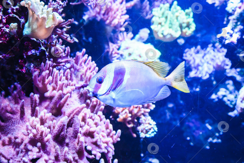 Скачать Рыба-кролик с двойной полосой, плавающая в тропическом аквариуме. Siganus virgatus - рифовый вид с бледно-голубыми узорами на теле и желтыми плавниками под водой. фотосток Ozero