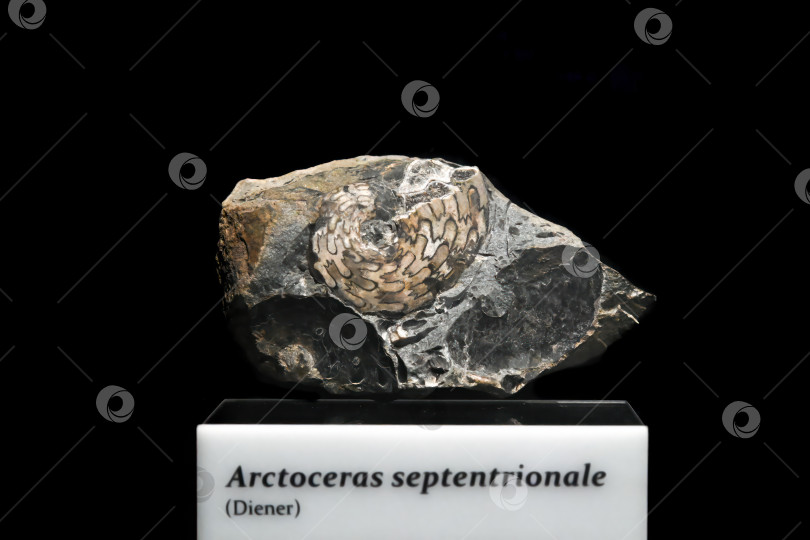 Скачать Владивосток, Россия, 4 января 2026 года - Ископаемые останки Arctoceras septentrionale возрастом 251 миллион лет представлены на выставке в Приморском океанариуме. фотосток Ozero