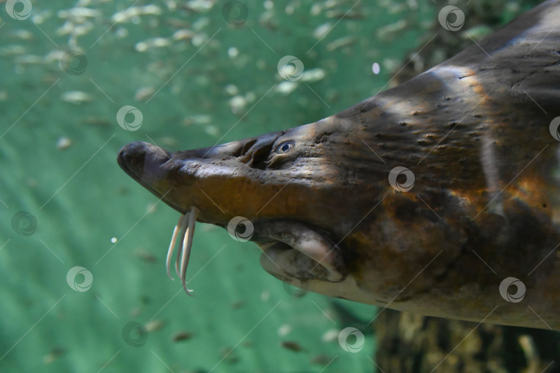 Скачать Калужский осетр Huso dauricus под водой, крупный план, массивная голова и усачи в зеленой воде. Редкая пресноводная рыба из бассейна Амура. фотосток Ozero